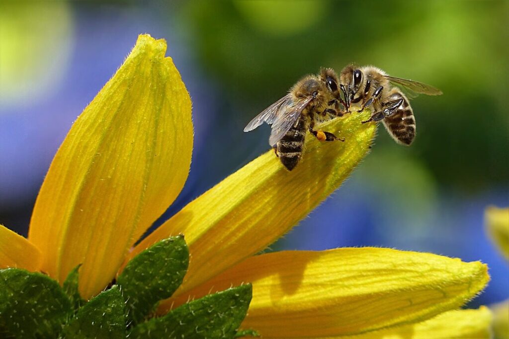 bee, honey bee, nature, apis, flower background, insect, flower, flower wallpaper, beautiful flowers, garden